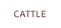 CATTLE