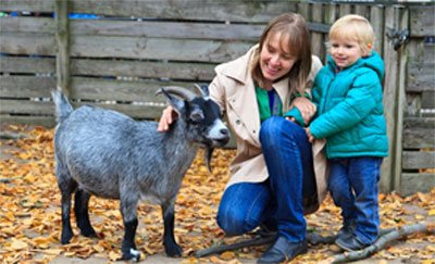 The Organic Feed Company